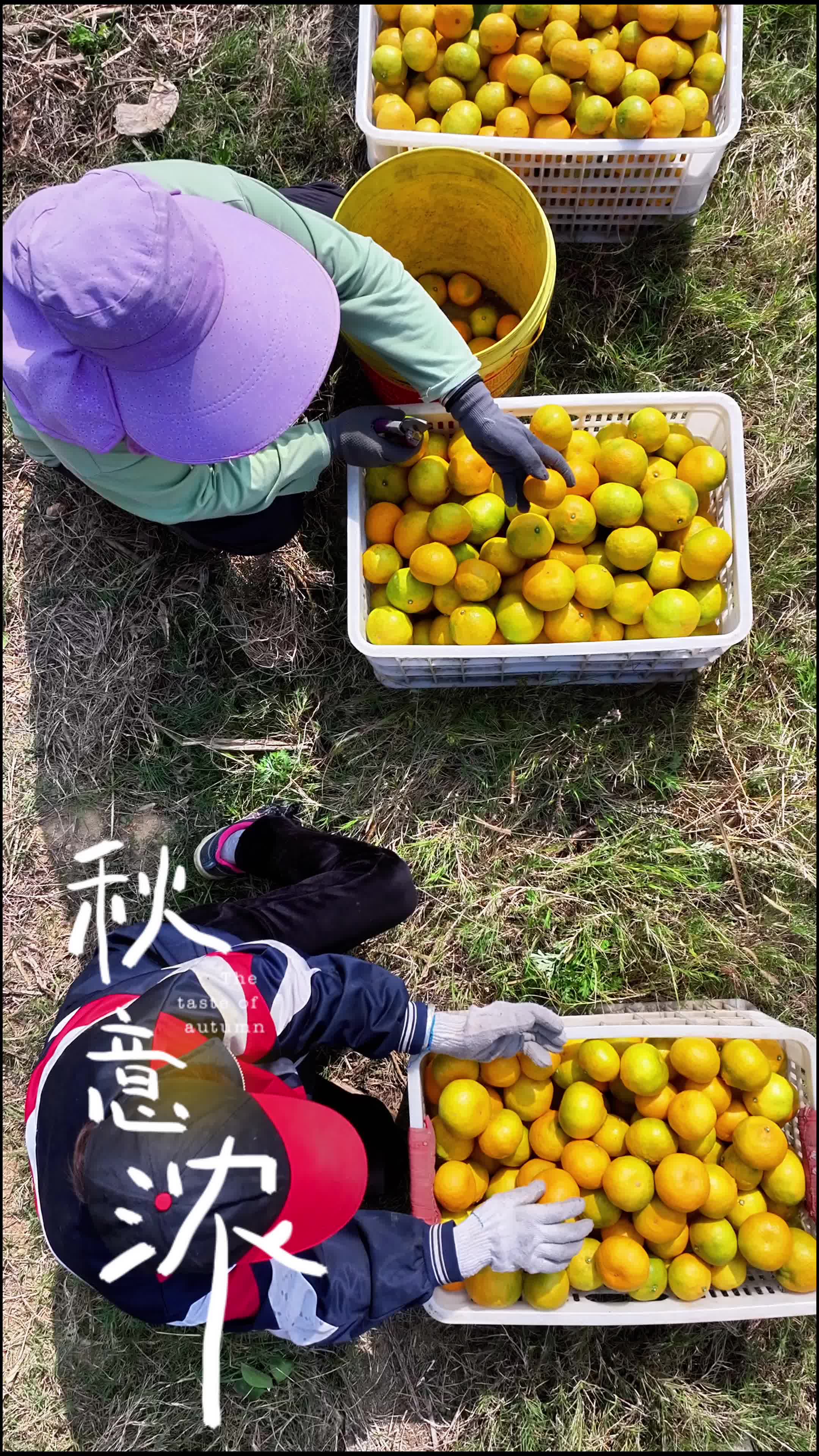 大“桔”大利，来常德石门邂逅酸甜秋日