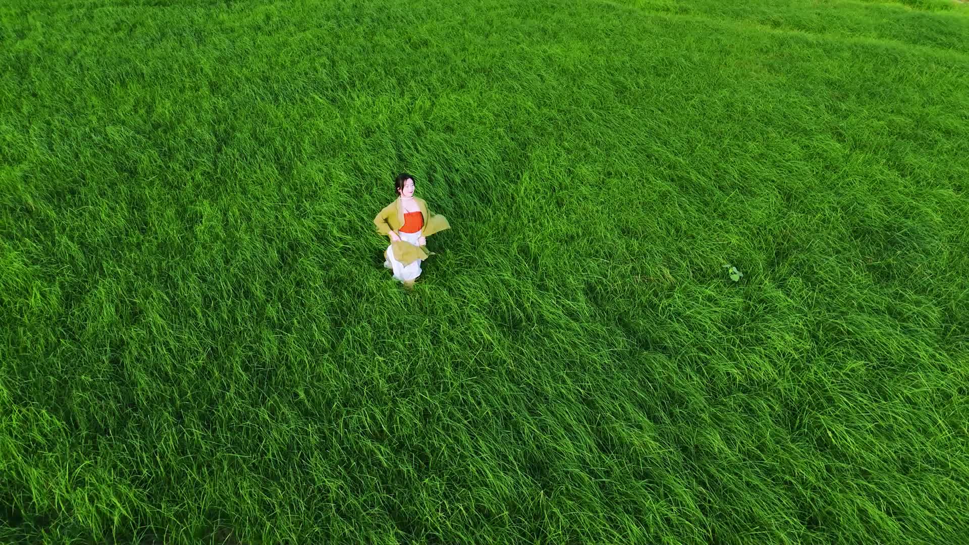 洞庭草木纪|立冬•蒲苇