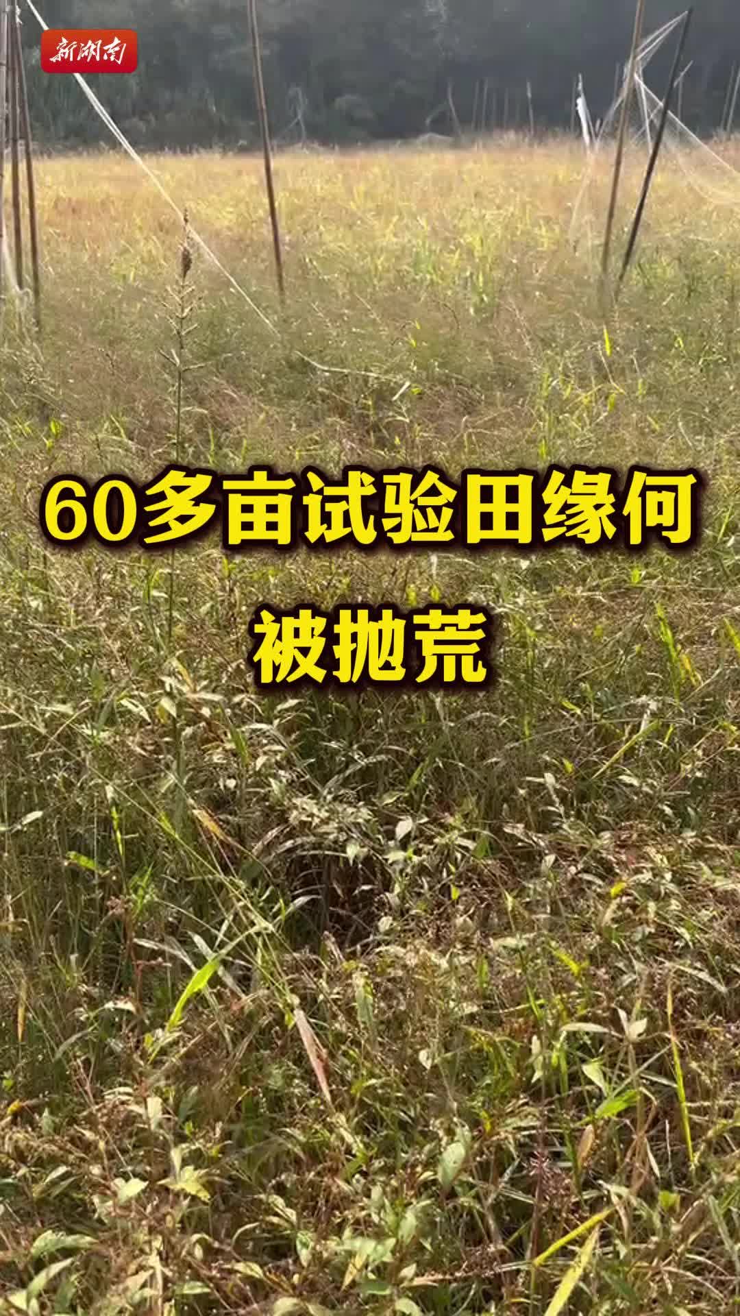 记者行动|60多亩试验田缘何被抛荒？