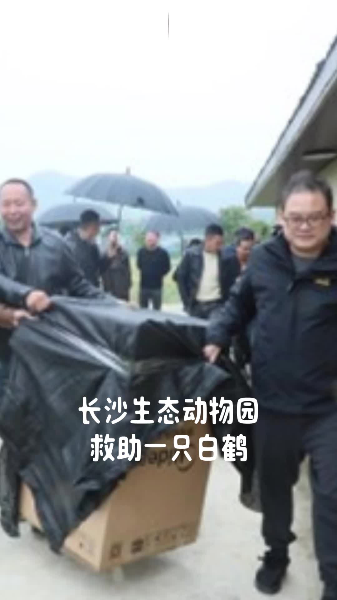 长沙生态动物园救助一只白鹤