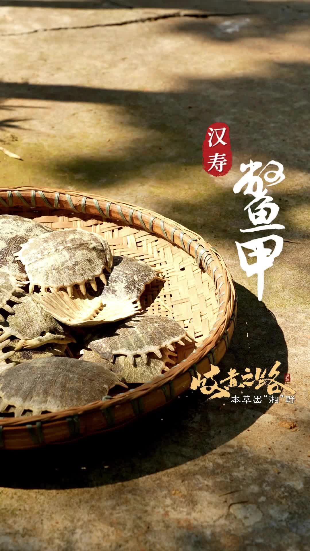 岐黄之路•本草出“湘”野⑤|水中“贵族”，身披“宝甲”惠人间
