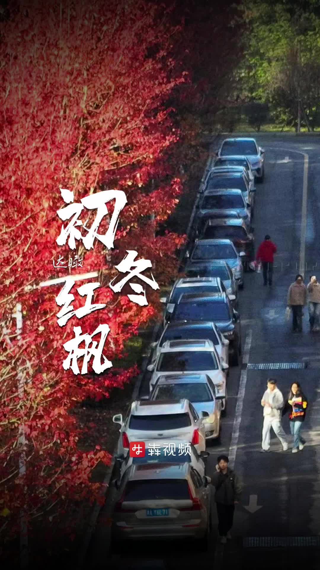达瞰  |  湖南农大的枫叶红了！初冬暖阳是红枫最好的滤镜