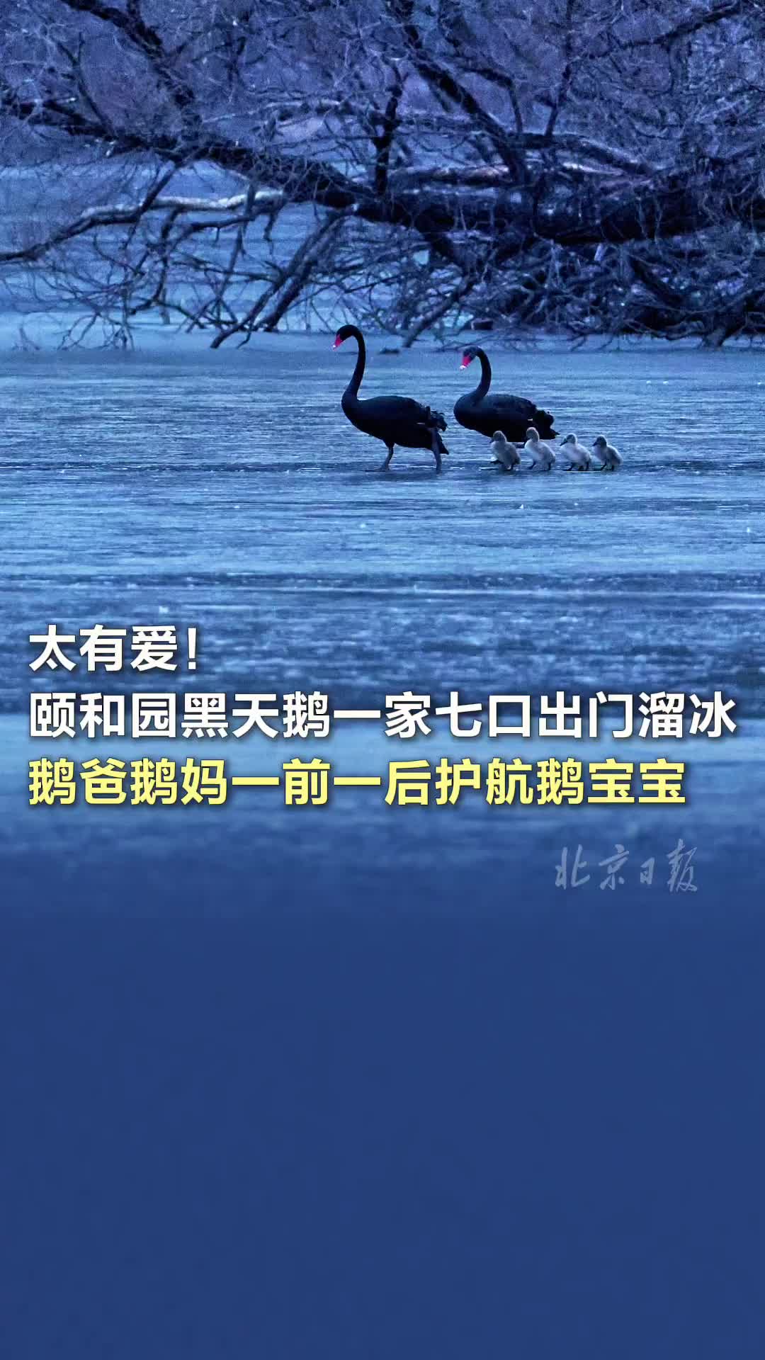 颐和园黑天鹅一家上演“如履薄冰”，鹅爸鹅妈一前一后护航鹅宝宝