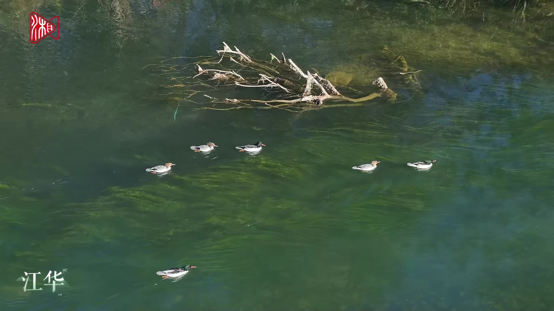 沖鴨！中華秋沙鴨回涔天河戲水 每一幀都美得像畫