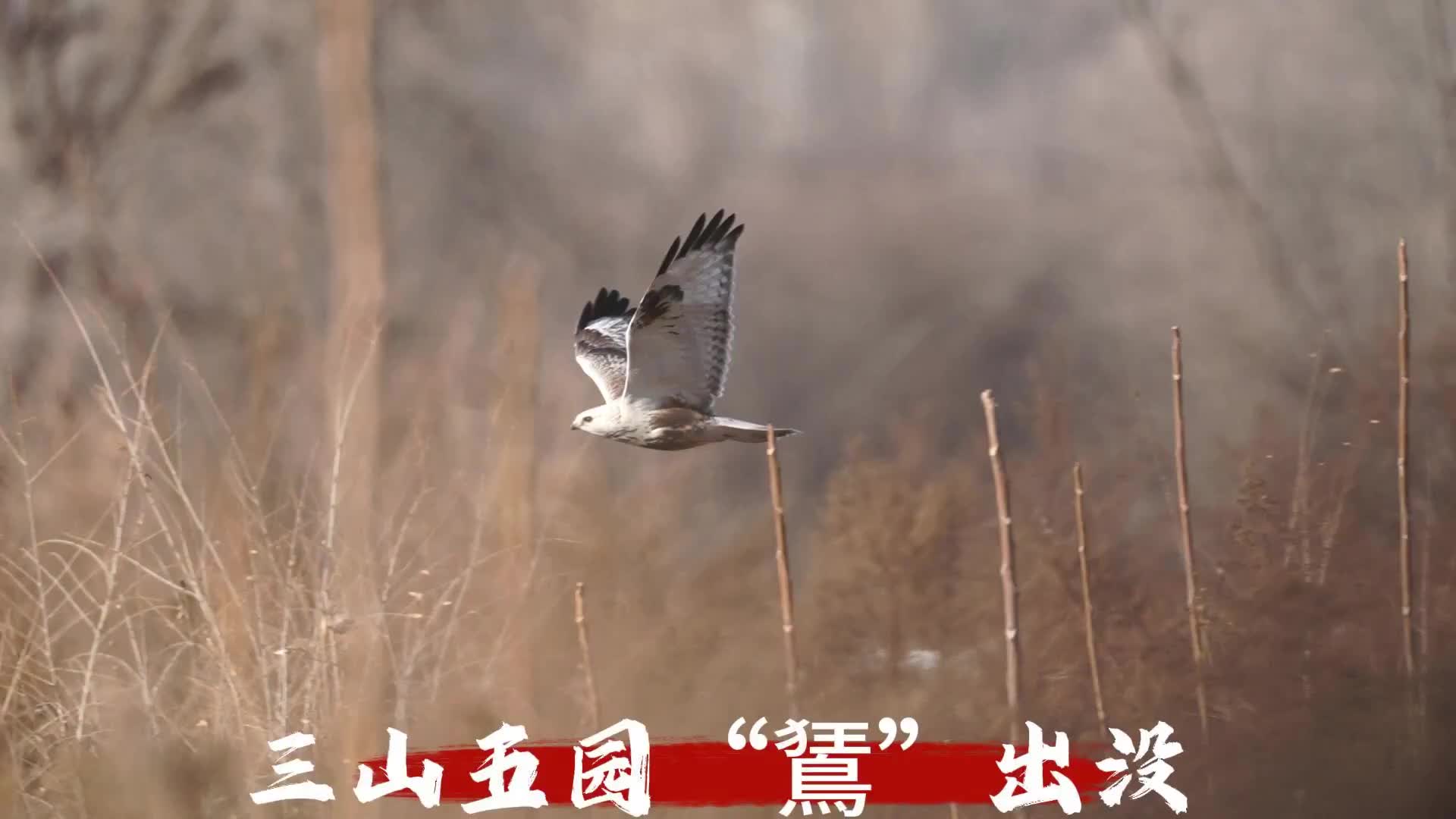 海淀三山五园，这个冬天有点“鵟”