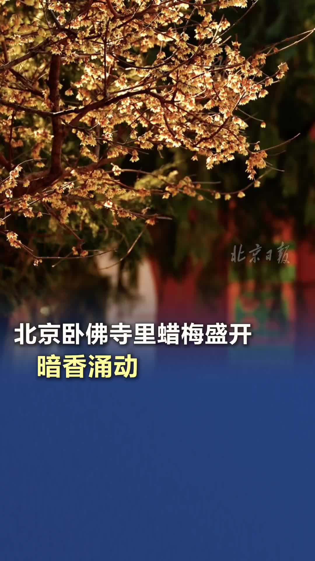 北京卧佛寺里蜡梅盛开，暗香涌动