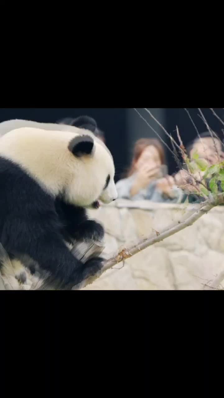 这只熊猫会说话！湖南首款AI文旅互动玩偶诞生@湖南日报