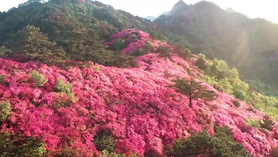 歌曲MV丨啊，香花岭