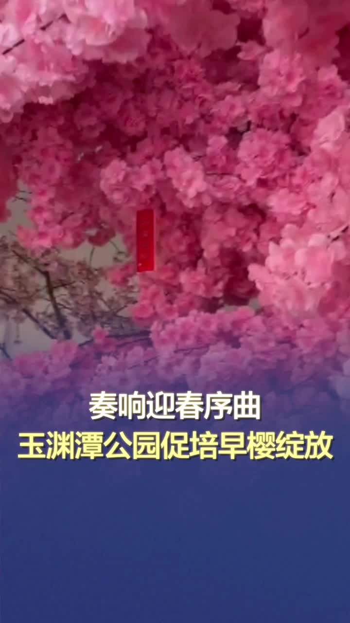 奏响迎春序曲，玉渊潭公园促培早樱绽放