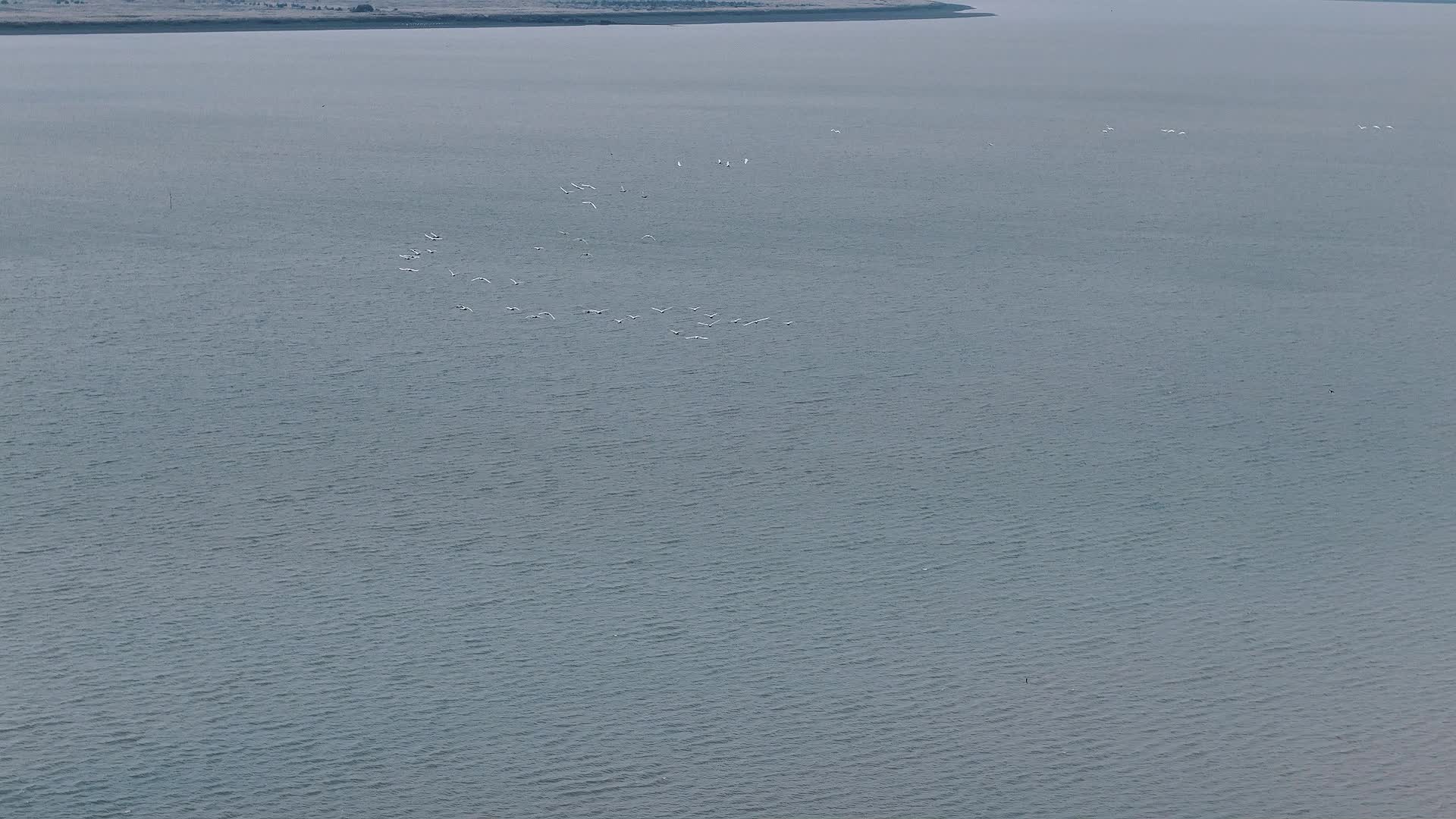 《洞庭风物志》系列微纪录片之湿地生物篇