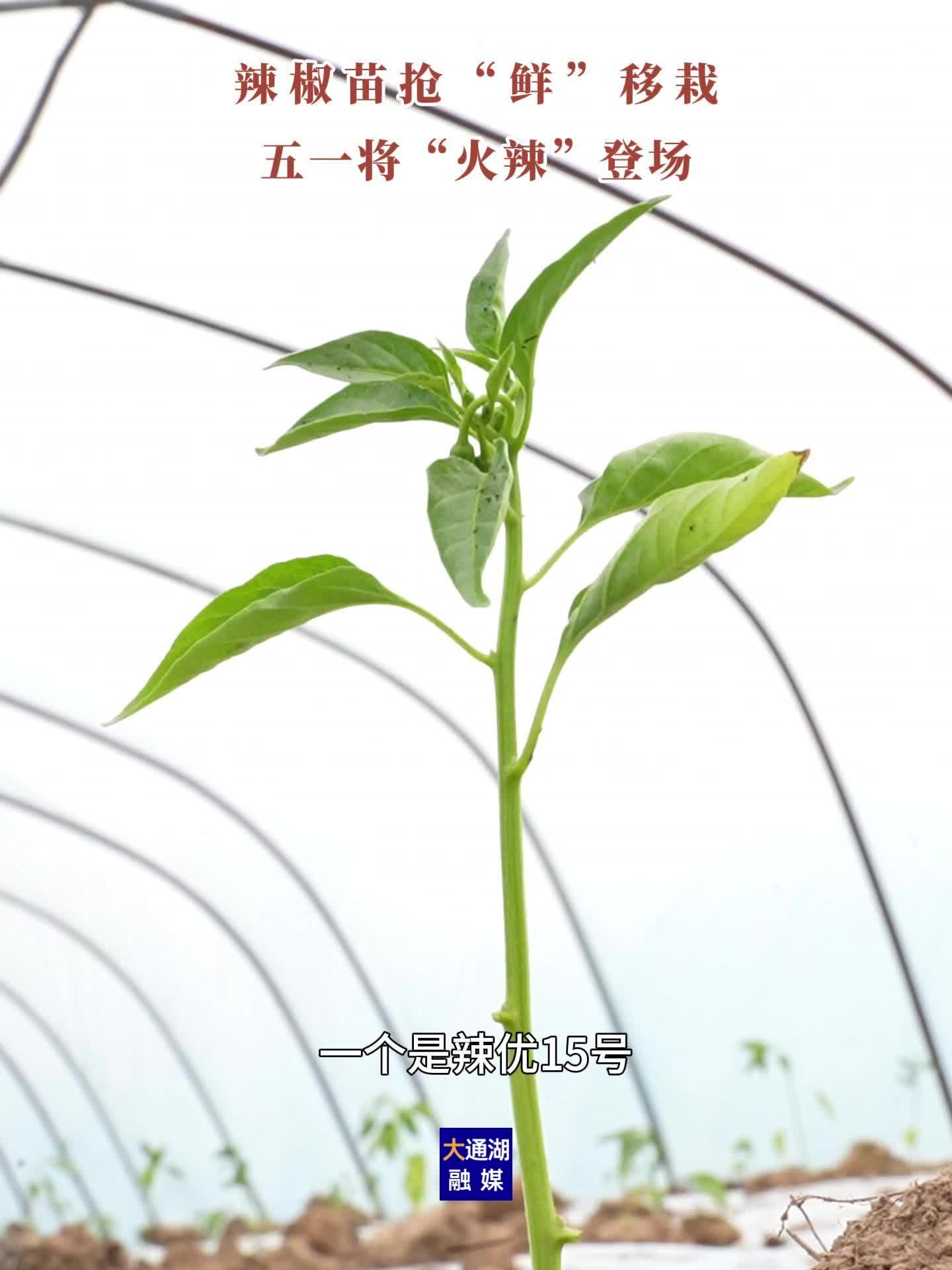 最快能什么时候吃到本地产的新鲜辣椒？大通湖区蔬菜种植大户：就在“五一”劳动节！