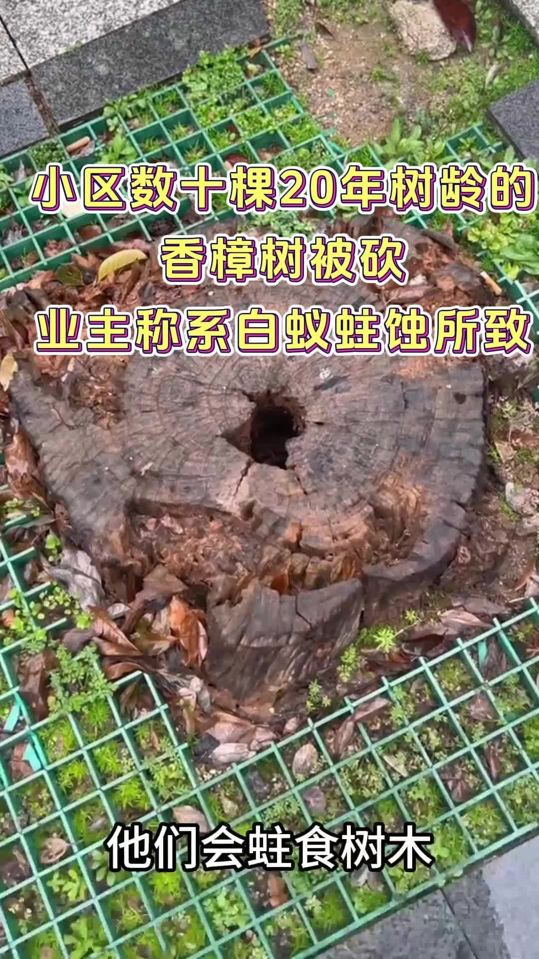 记者行动｜小区数十棵20年树龄的香樟树被砍，业主称系白蚁蛀蚀所致