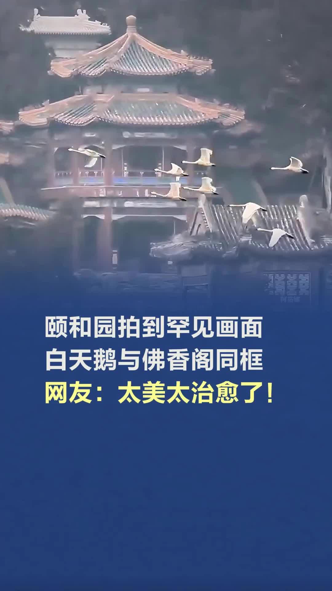 罕见画面，颐和园佛香阁天鹅大雁同框齐飞！