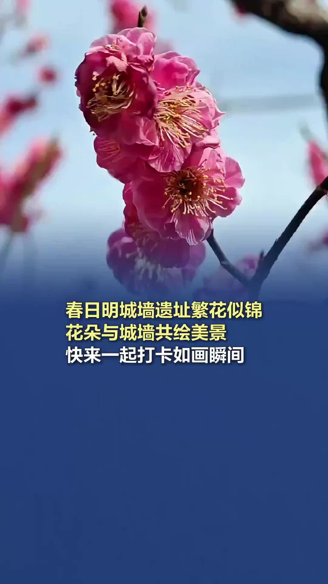 春日明城墙遗址繁花似锦，花朵与城墙共绘美景