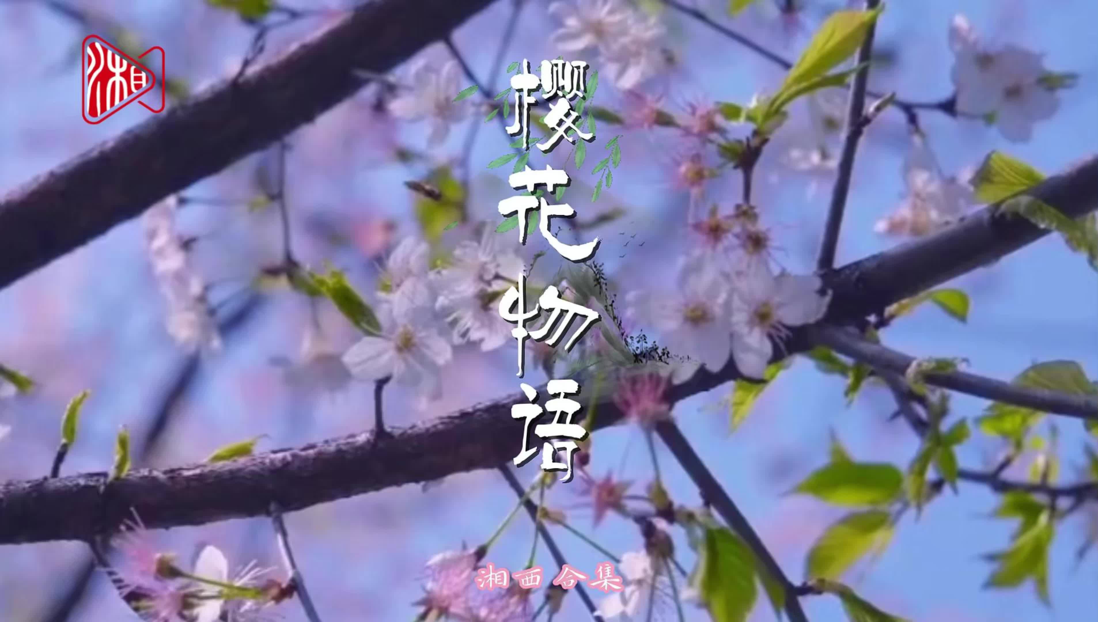 湘西春日风情录② | 樱花物语——四重时空里的春日叙事