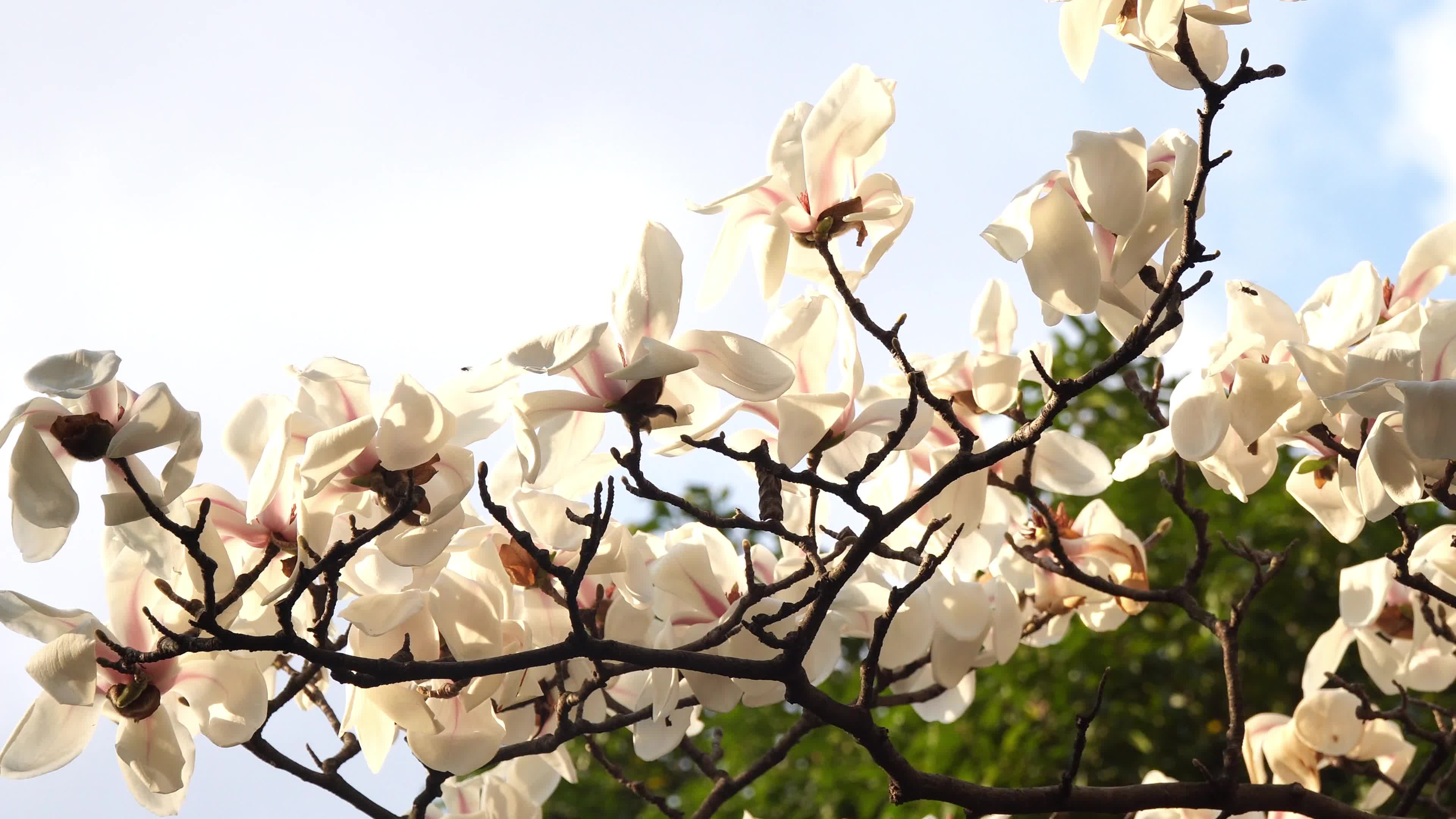 视频丨岁月流转，《芳·华》依旧——致敬女性力量！