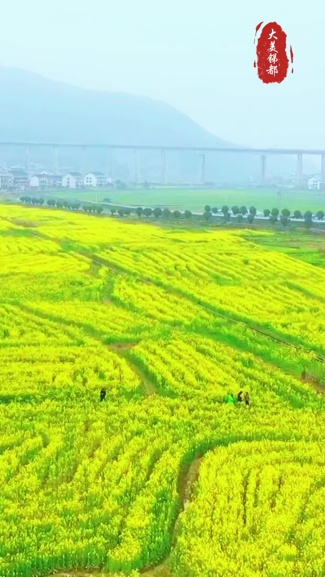 视频|“锑都金波”绽放春色，油菜花海醉游人