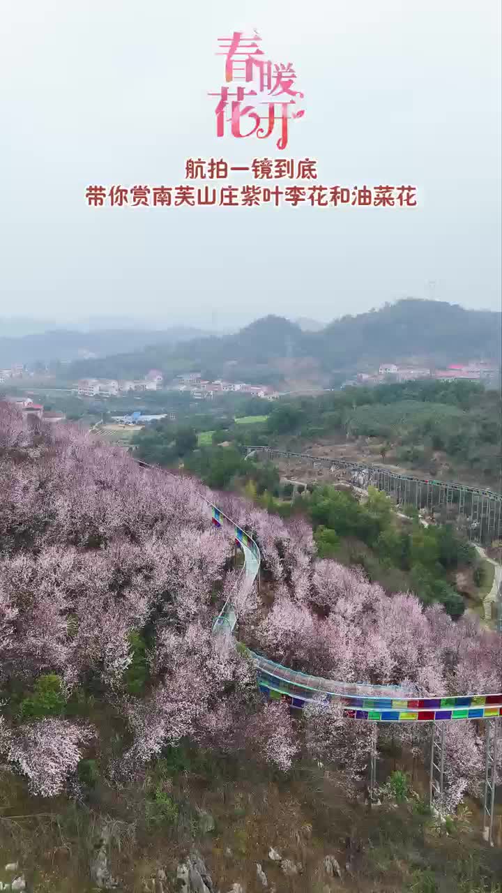 视频丨紫叶李花和油菜花都开了，来涟源赏花啦！