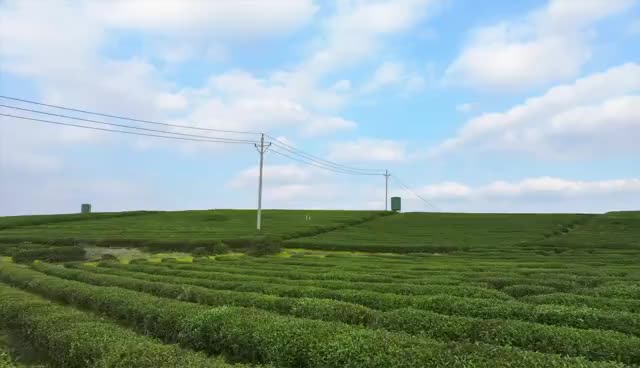 @岳阳市民 这周日，岳阳茶香小镇邀您共赴“茶绿樱花红”盛宴！