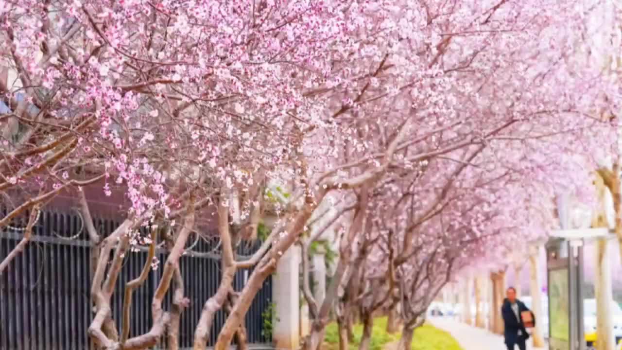 又是一年山花烂漫时！北京西山国家森林公园春光正好