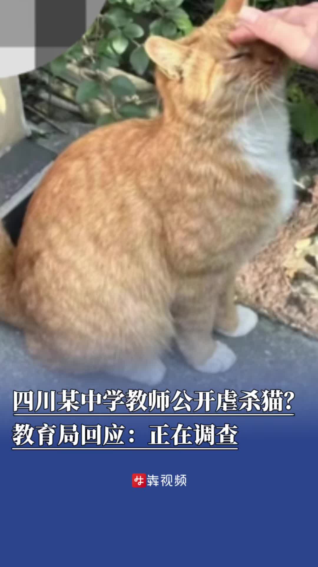 四川某中学教师公开虐杀猫？教育局回应：正在调查