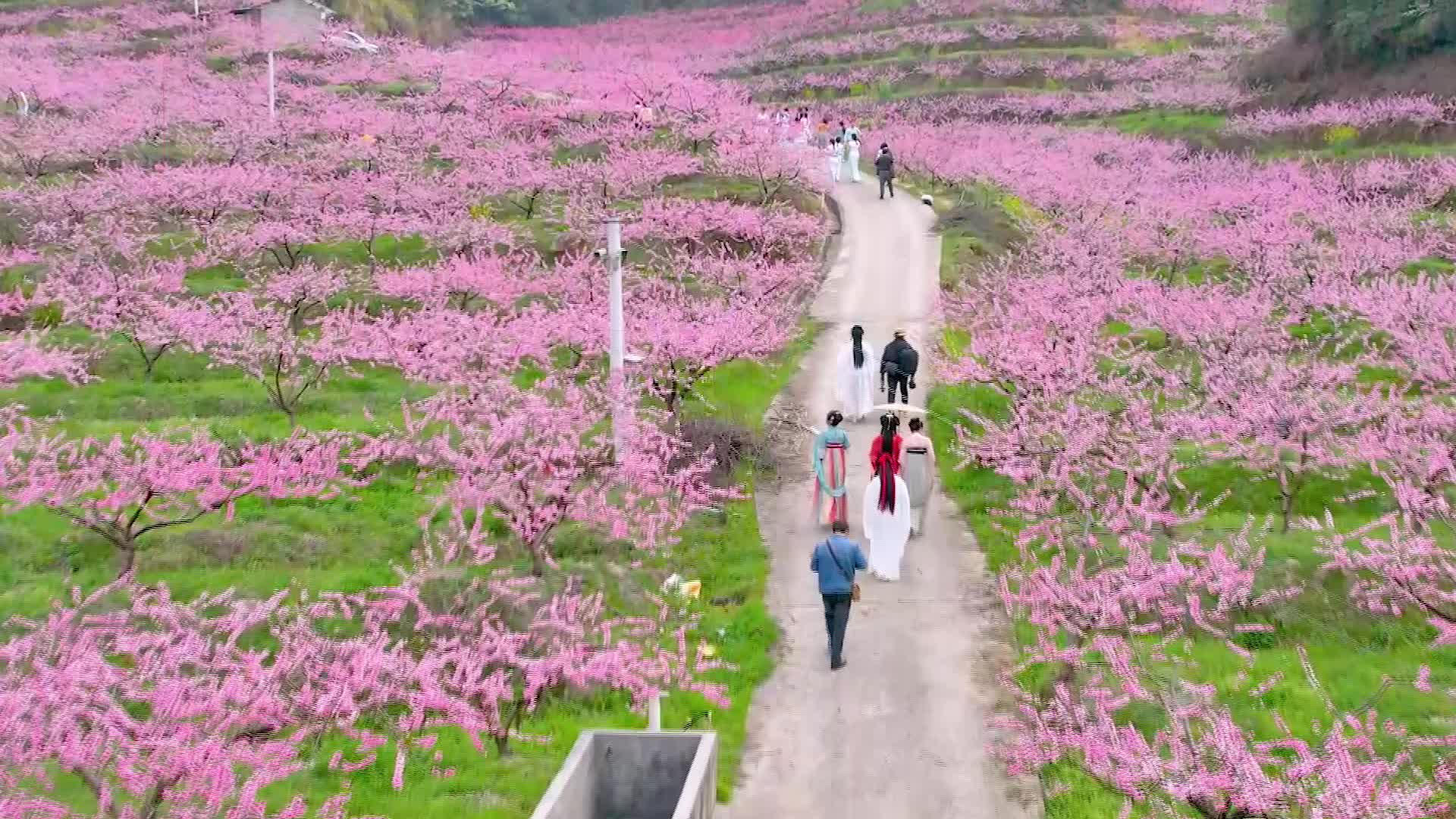 快看，这里的桃花开了！美到窒息！