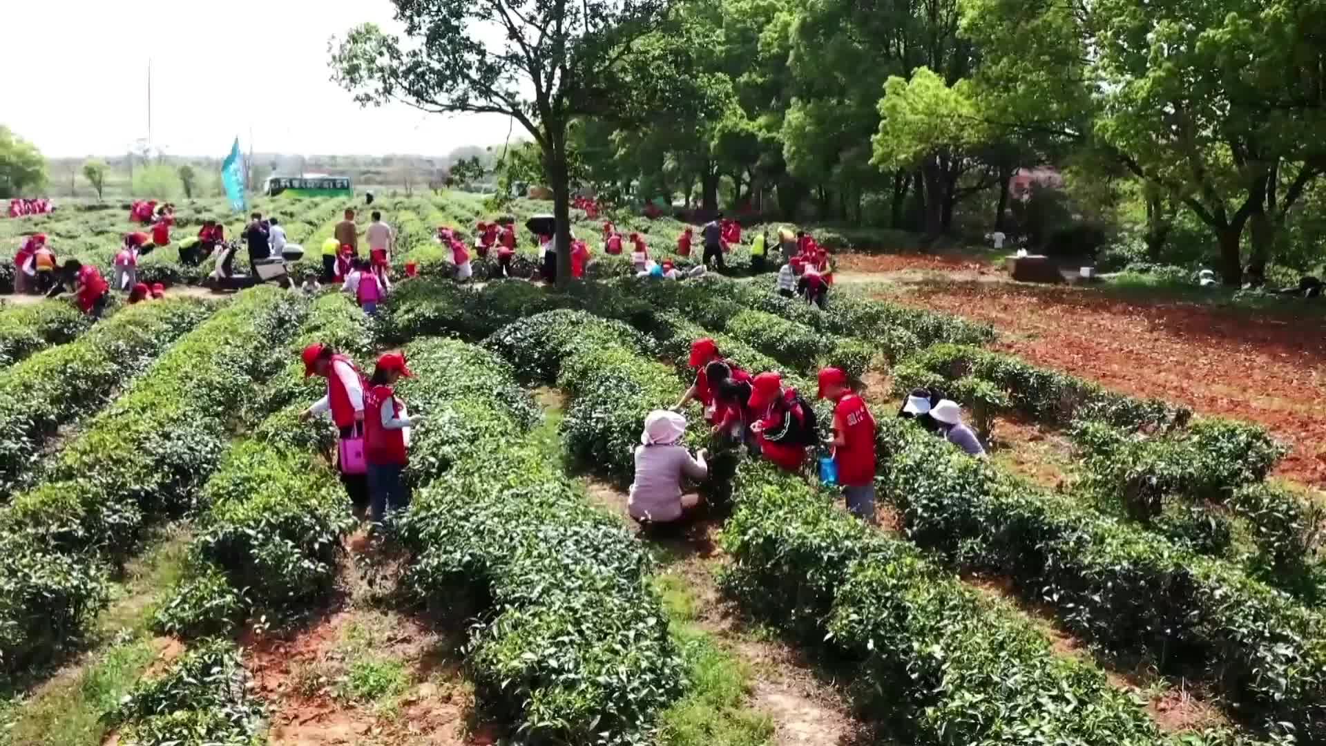 茶陵学子采茶研学进茶园