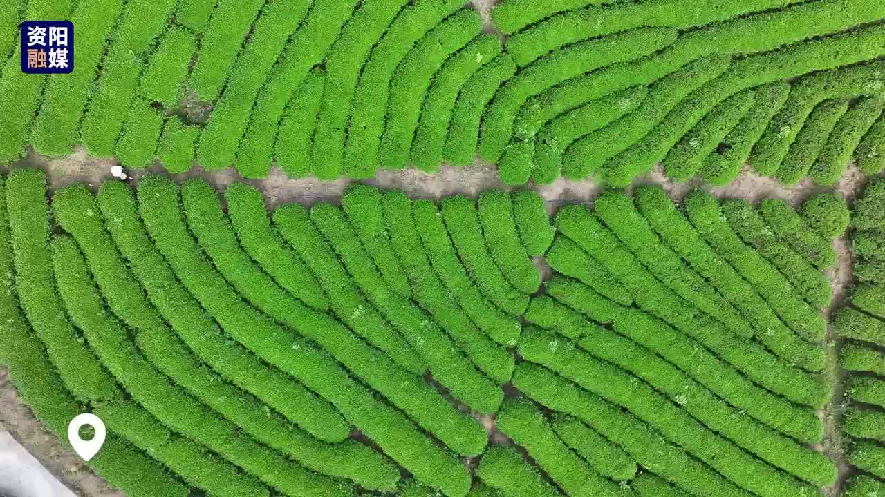 谷雨寻茶正当时！资阳区邀你品味春天的第一抹茶香