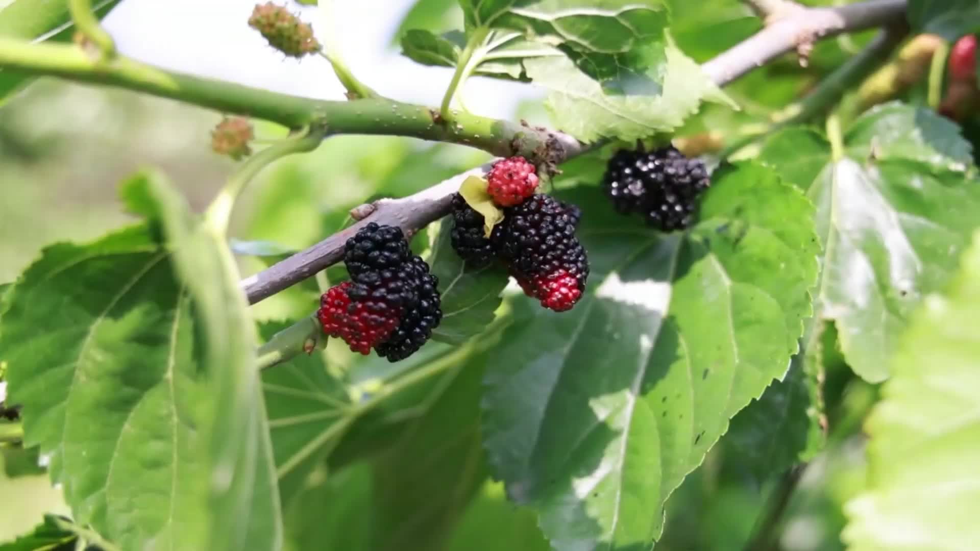 茶陵：桑果满园香 春日采摘忙