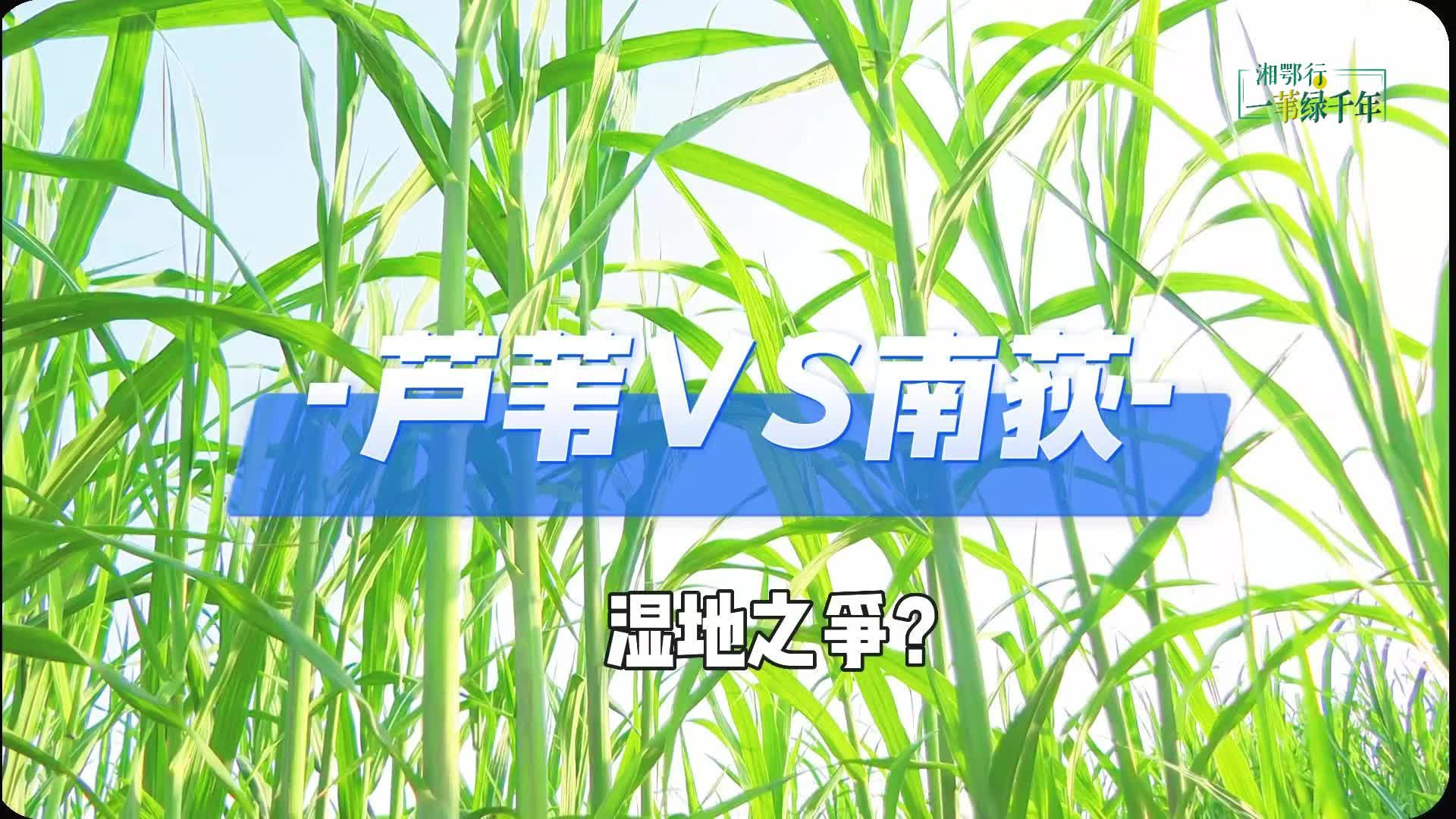 湘鄂行·一苇绿千年④ | “抢救”南荻！洞庭苇业把“实验室”搬到芦苇地