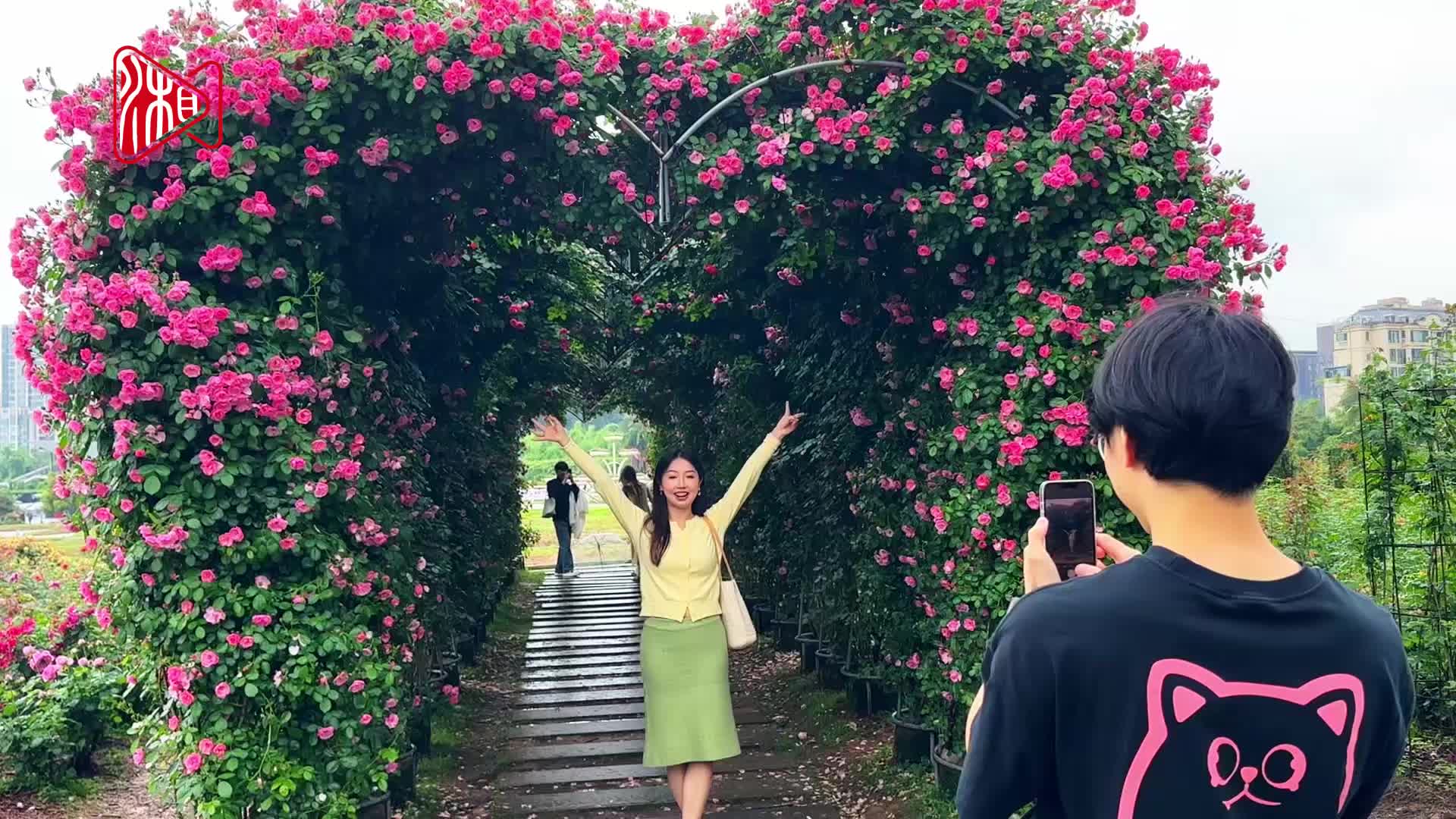 月季盛放 一路繁花