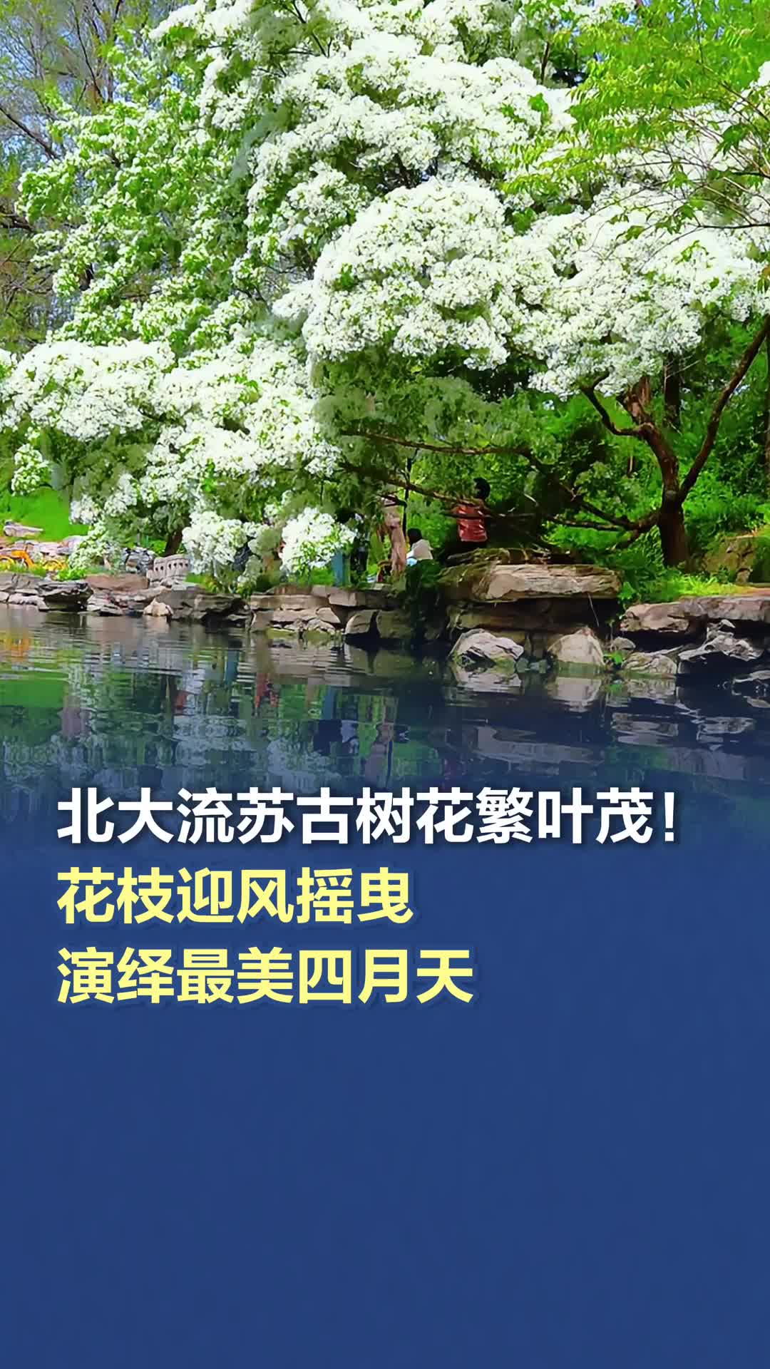 北大流苏古树花繁叶茂！花枝迎风摇曳演绎最美四月天