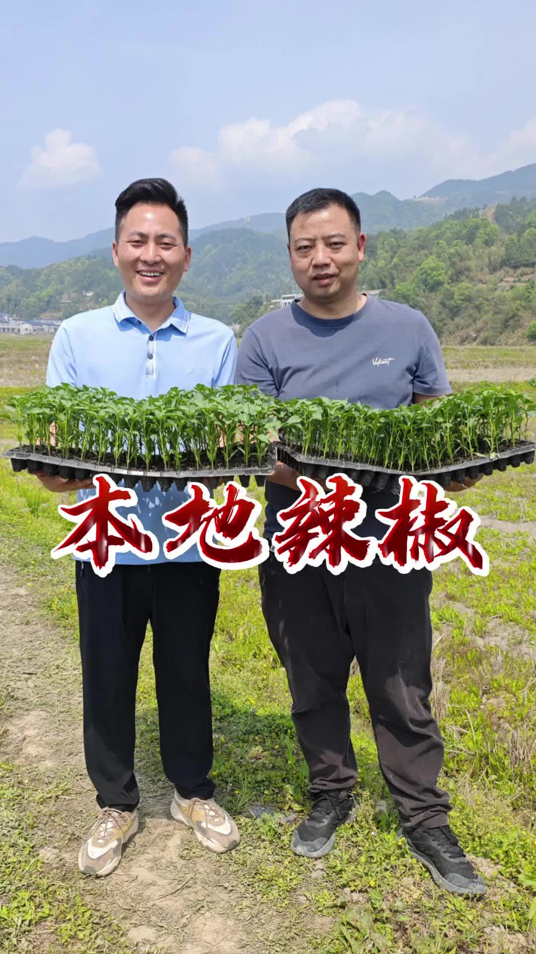 主播看三农丨宁乡建伢子：留守老人变身产业工人，百亩辣椒园成了村民增收园
