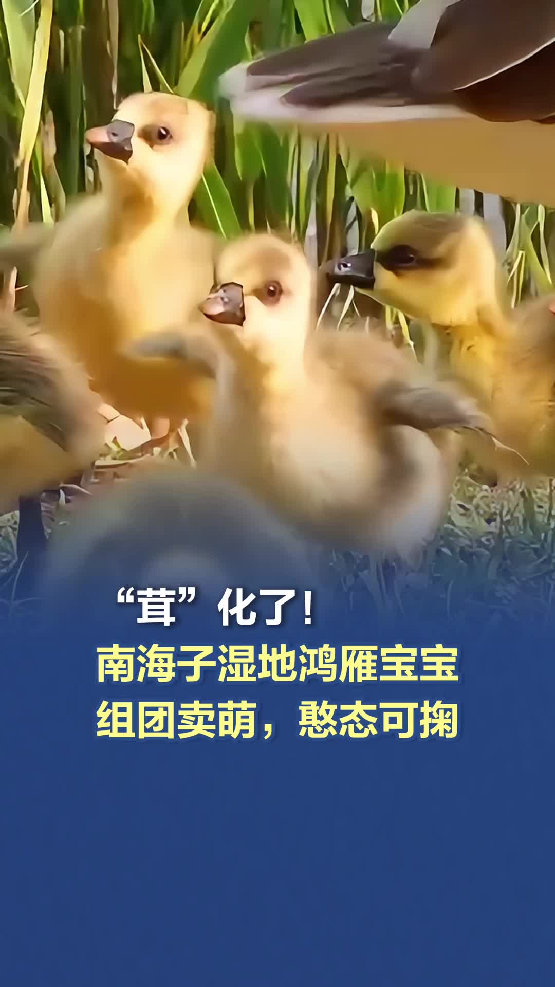 “茸”化了！南海子湿地鸿雁宝宝组团卖萌，憨态可掬