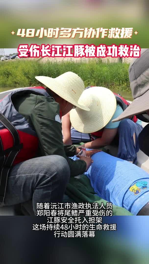 沅江：48小时多方协作救援，受伤江豚成功获救