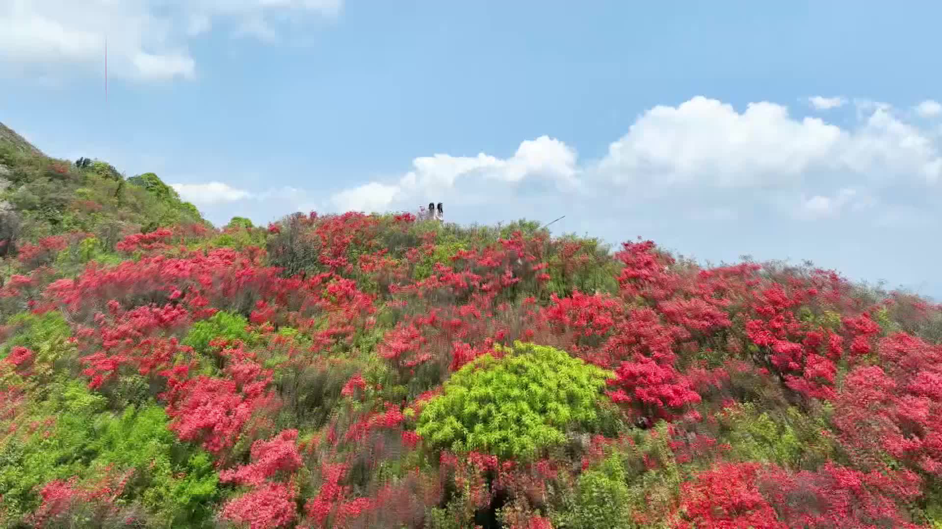 杜鹃花海，春日限定版的粉色浪漫，错过再等一年！