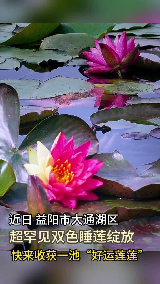 “百变女王”双色睡莲万维莎惊艳绽放！大通湖百亩睡莲“睡”醒了！