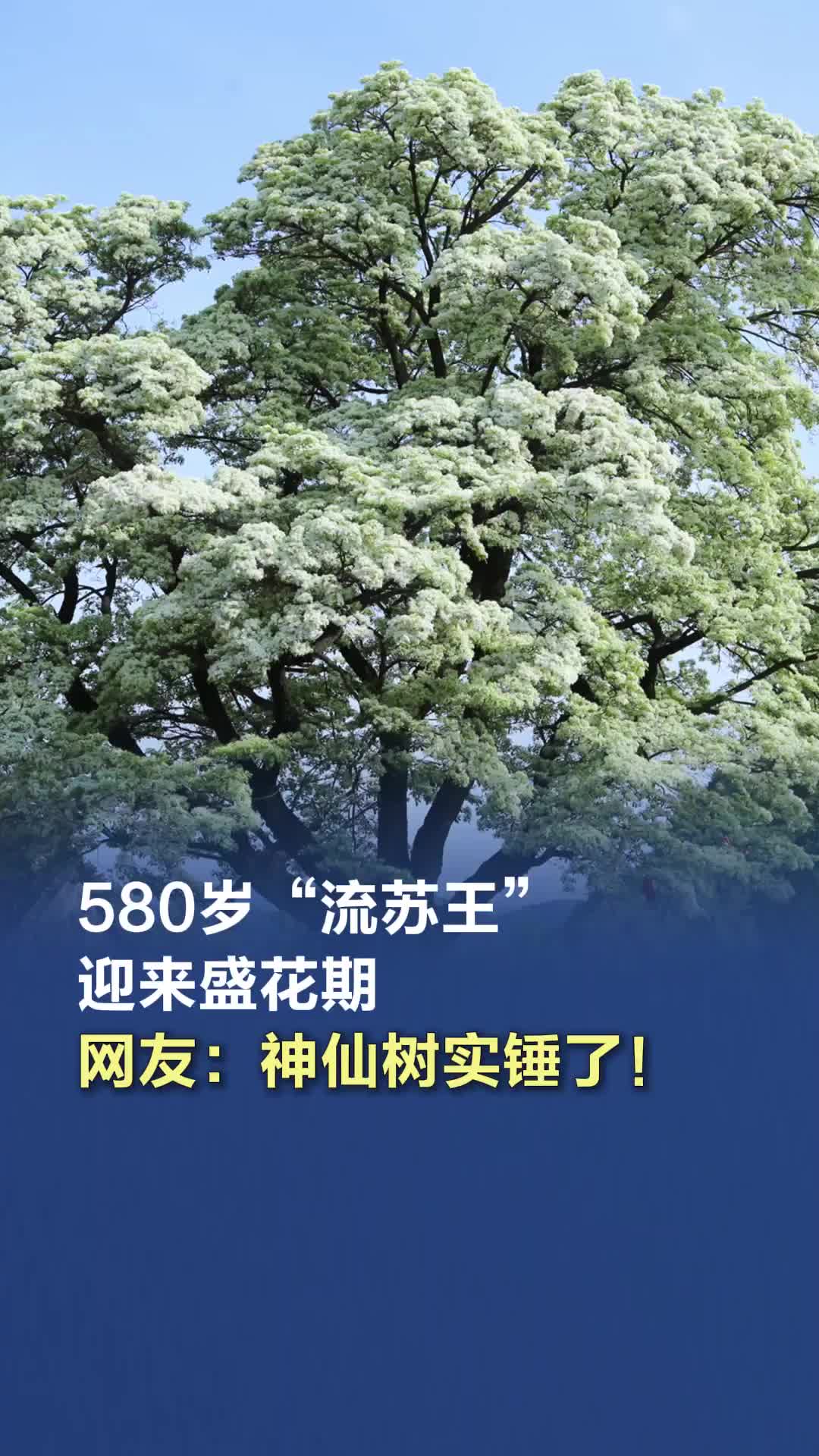 壮观！580岁“流苏王”迎来盛花期，满树银绦如云似雪