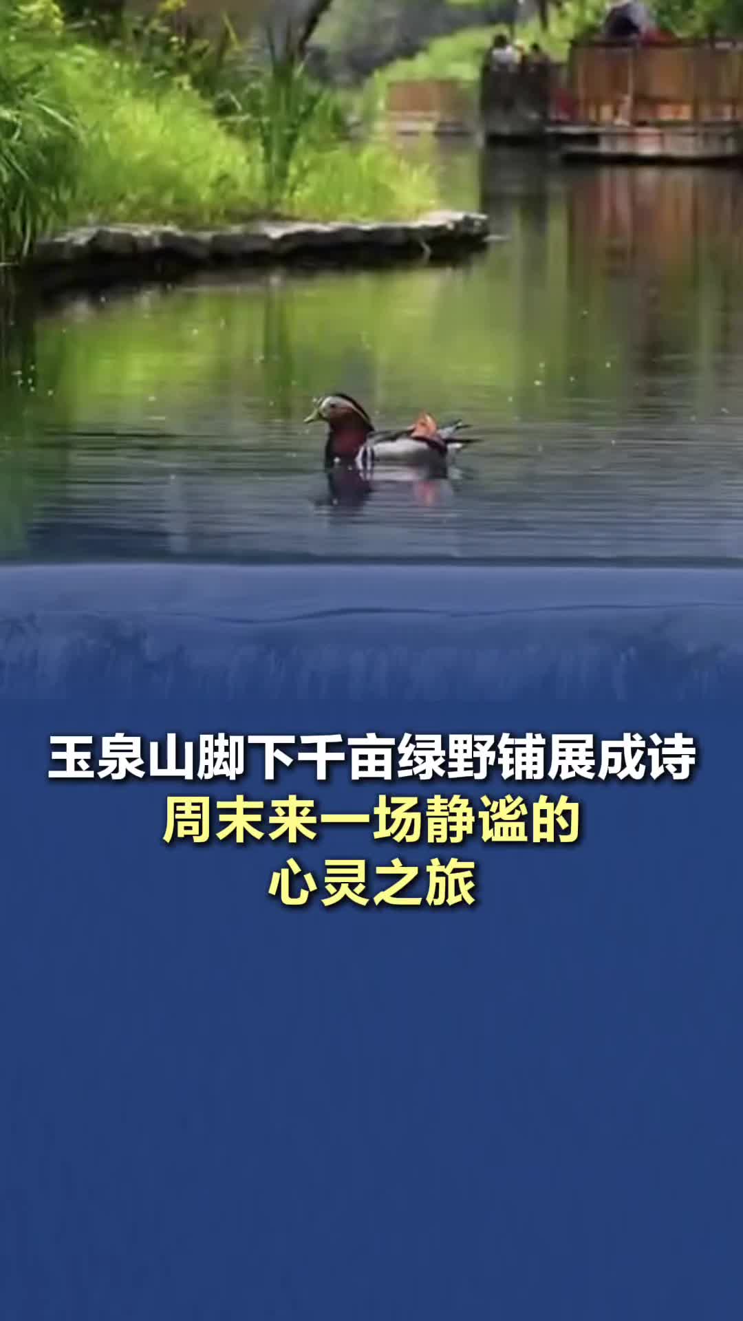 玉泉山脚下千亩绿野铺展成诗