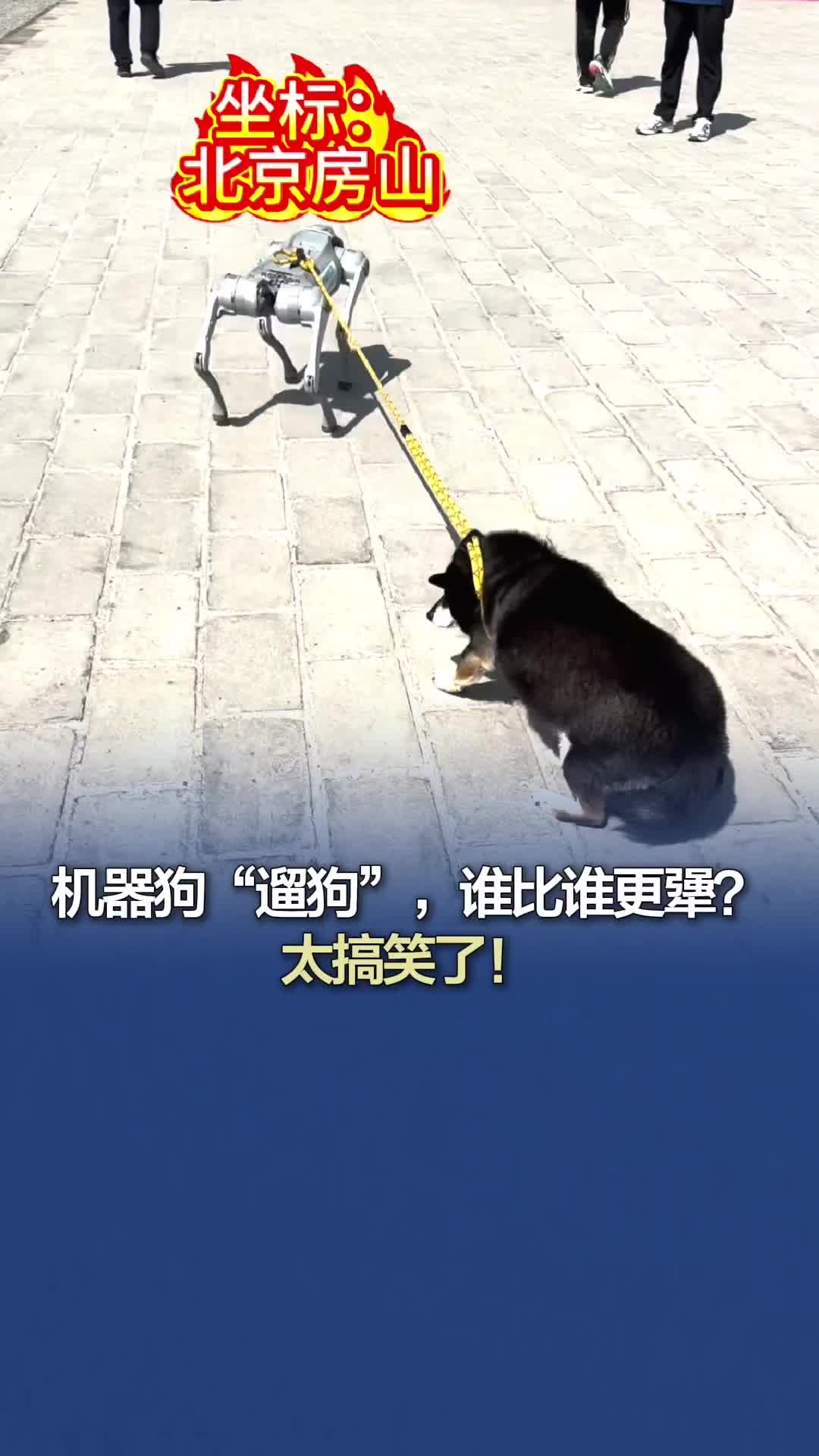 机器狗“遛狗”，谁比谁更犟？太搞笑了！