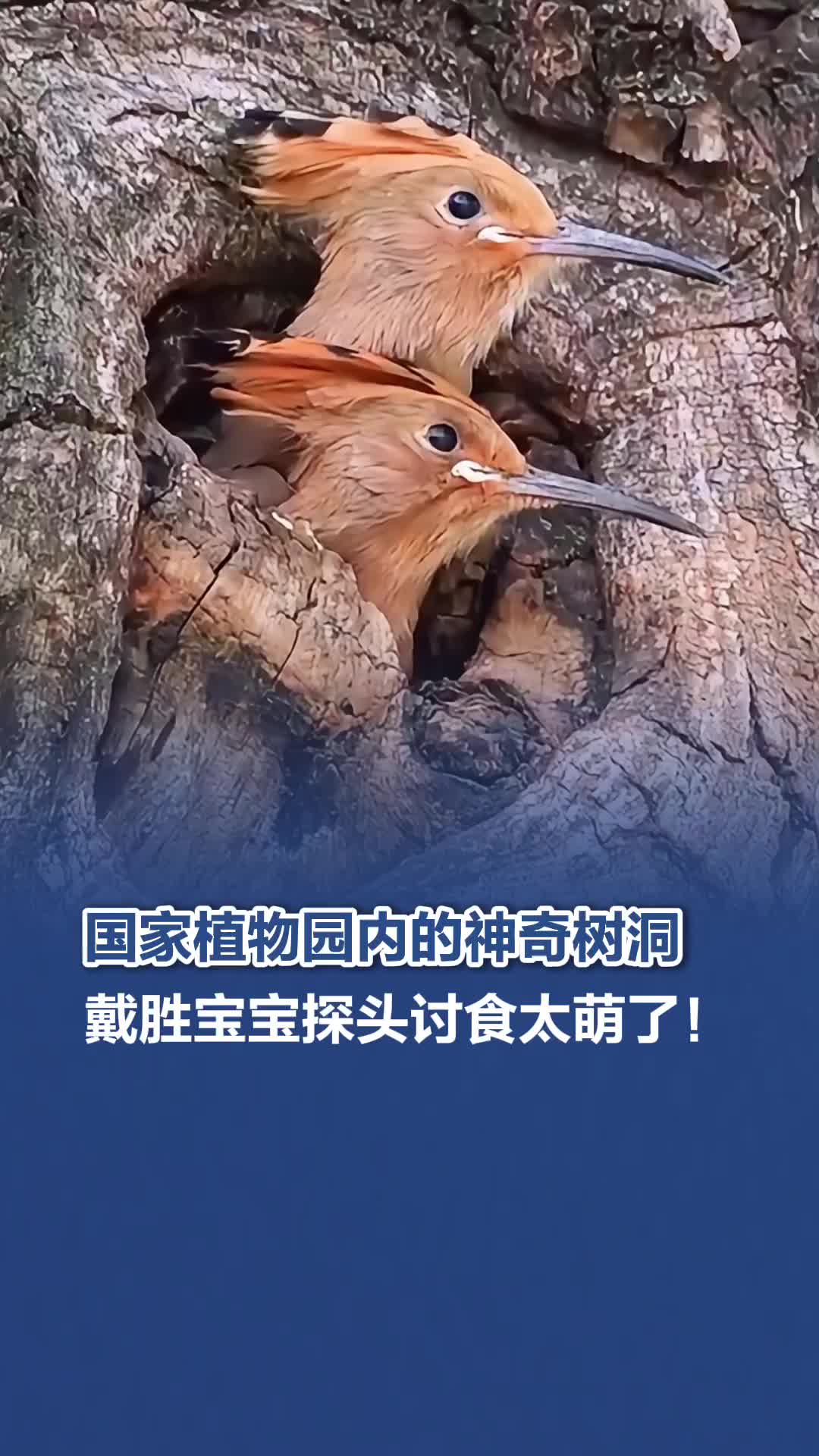 国家植物园内的神奇树洞，戴胜宝宝探头讨食太萌了！