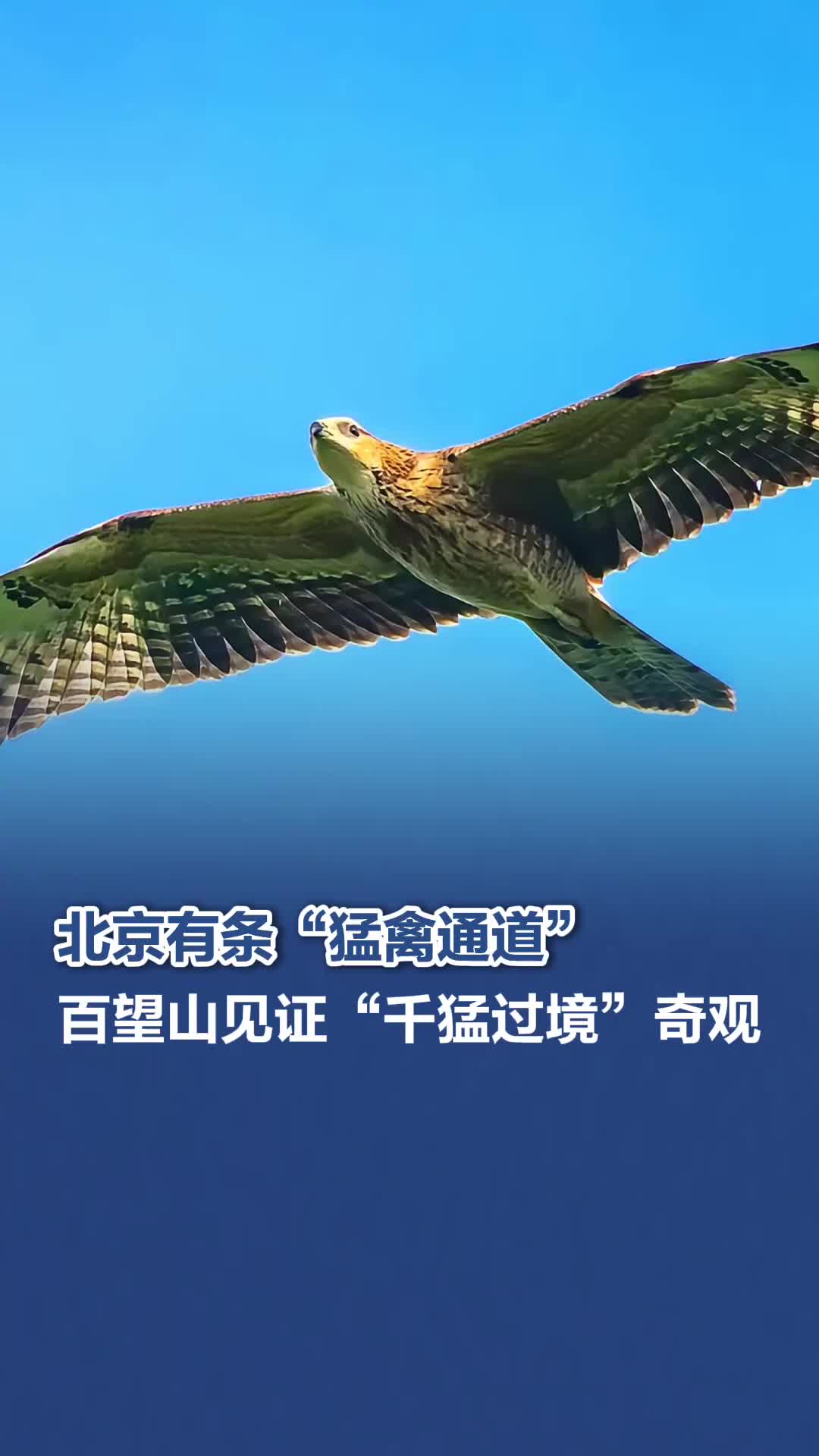 北京有条“猛禽通道”，百望山见证“千猛过境”奇观