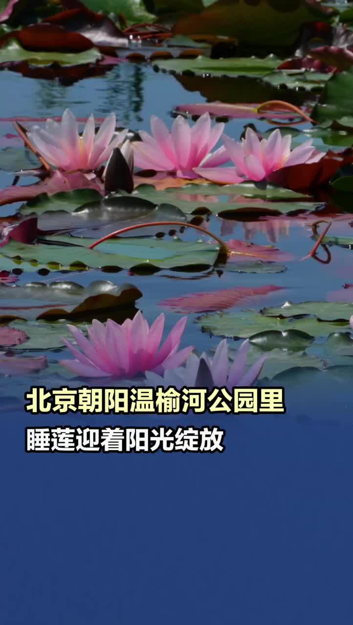 北京朝阳区温榆河公园里，睡莲迎着阳光绽放