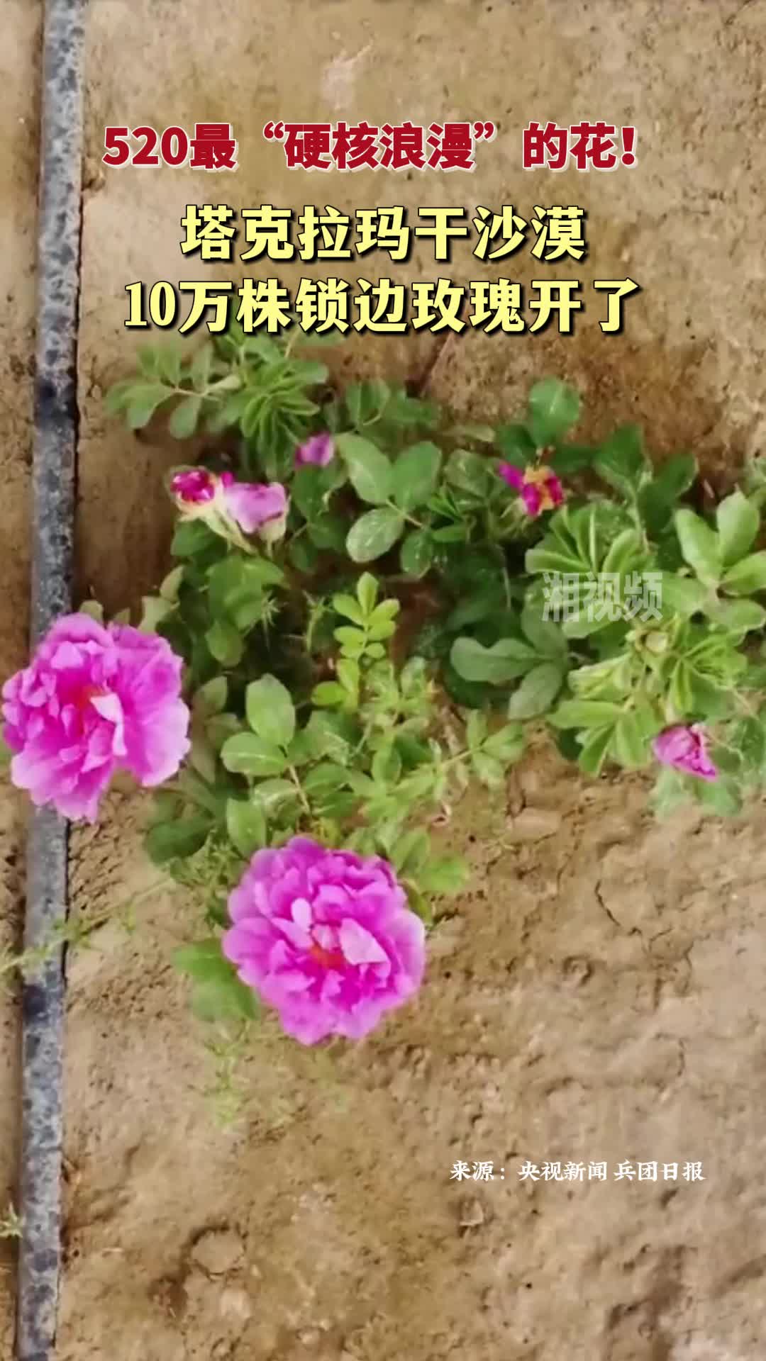 520最“硬核浪漫”的花！塔克拉玛干沙漠10万株锁边玫瑰开了