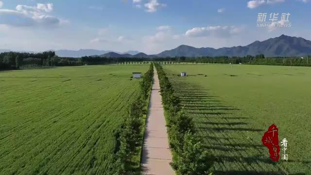 北京顺义：麦田翻碧浪 穗满待丰收