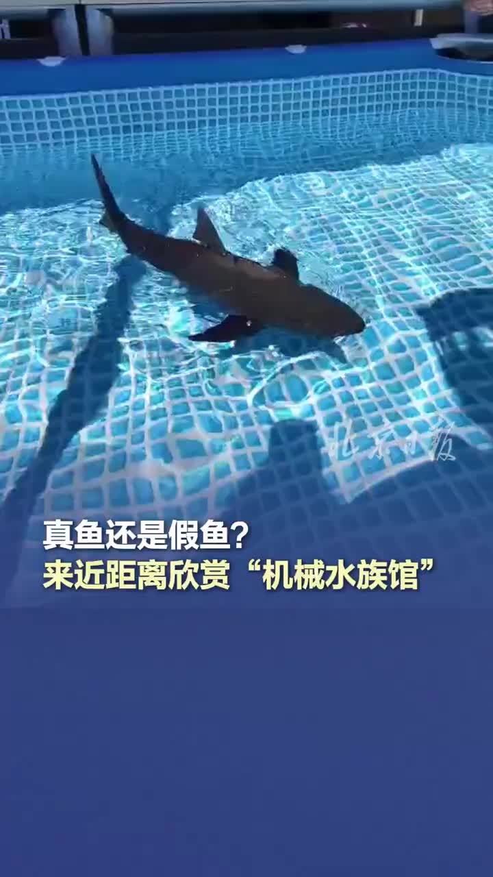 真鱼还是假鱼？来近距离欣赏“机械水族馆”