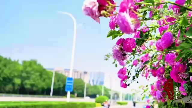 北京顺义：五月芳菲 蔷薇已盛开