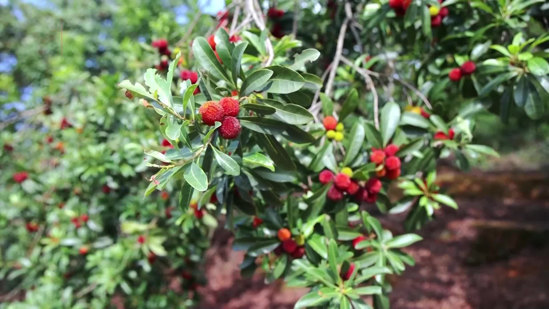 茶陵：杨梅缀满枝 尝鲜正当时