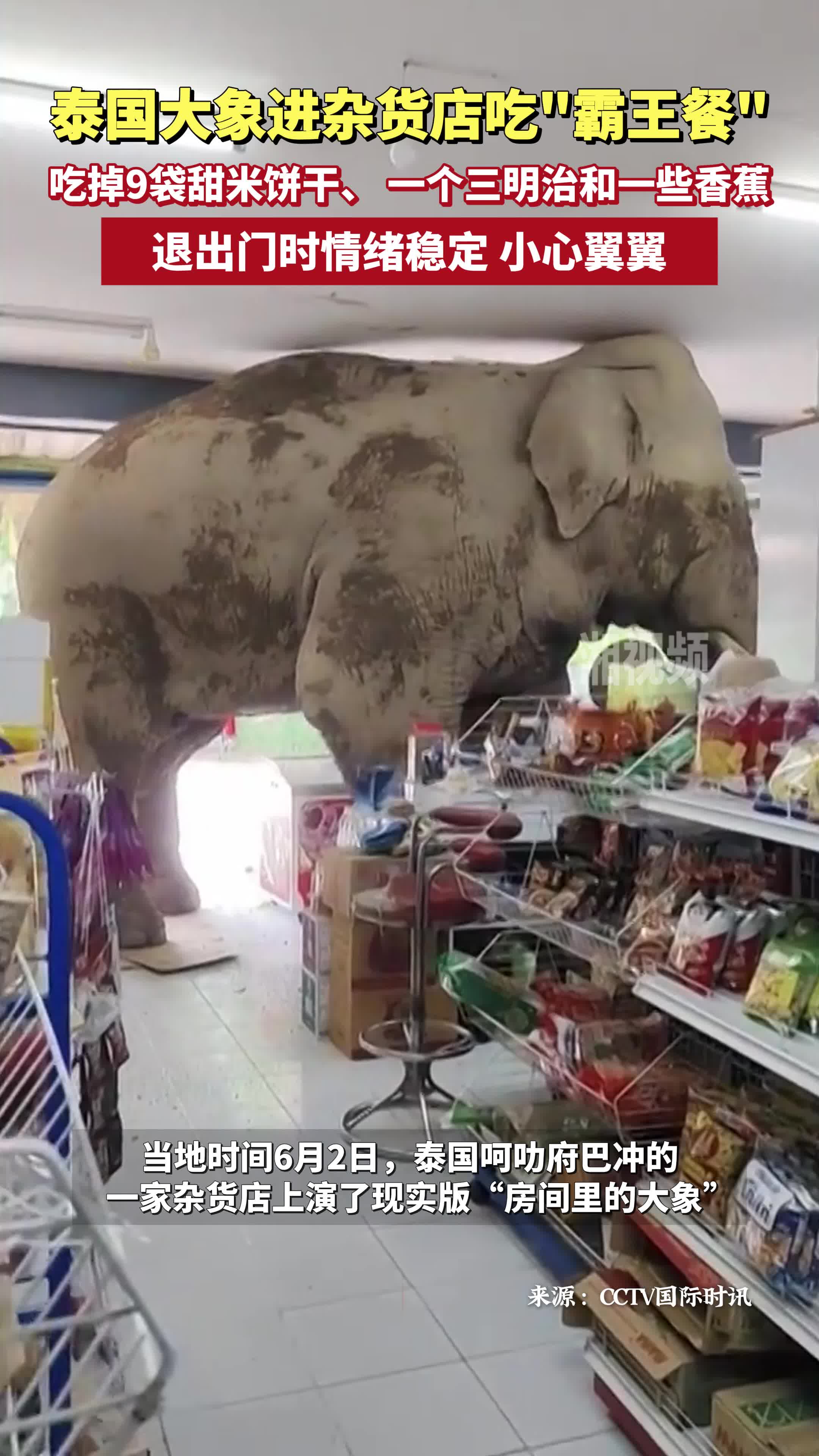 泰国大象进杂货店吃