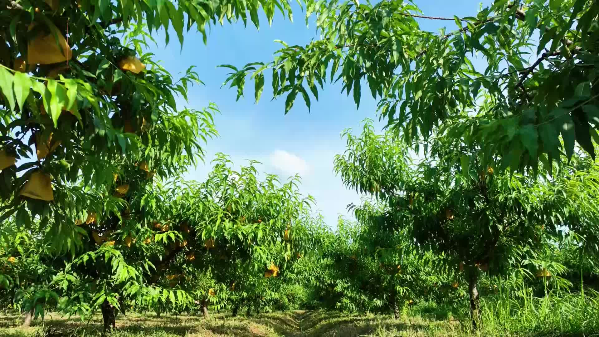 早熟黄桃抢“鲜”上市 初夏甜蜜来袭
